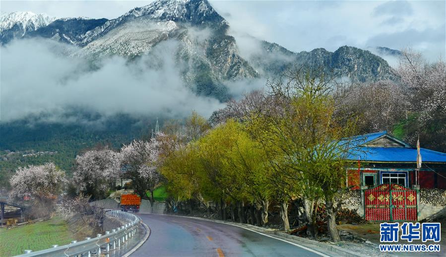 （美丽中国）（4）波密桃花香